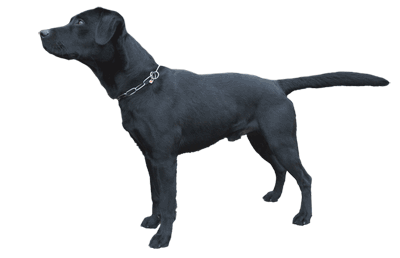 Schimmelhund
